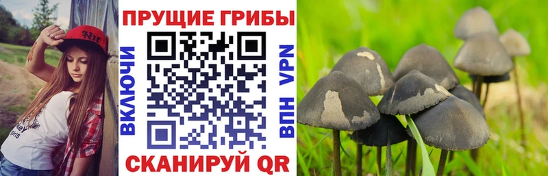 Галлюциногенные грибы Cubensis  где можно купить   Руза 